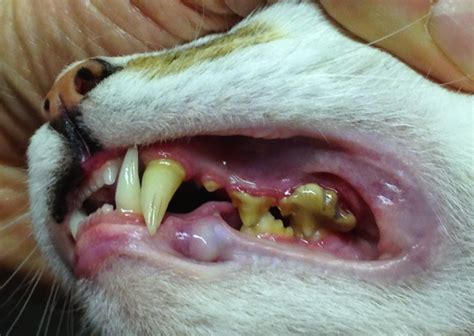 Periodontal Disease_Cat | Becker Animal Hospital, Northfield IL