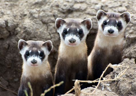 Peanut butter and drones give new hope for the black-footed ferret ...