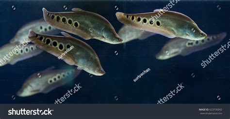 271 Clown knifefish Images, Stock Photos & Vectors | Shutterstock