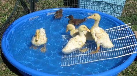 Baby Ducks Swimming Pool