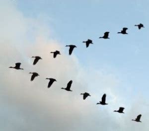 Flying Geese in Λ-Formation