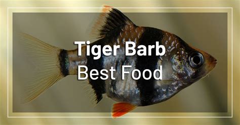 Best Food for Tiger Barbs - How to Feed Your Tiger Barb Fish