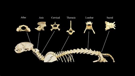 A Guide to Cat Spine Injuries, Trauma, and Diseases