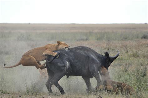 Unique Animals blogs: Lion Hunting Buffalo, Lions Hunting Buffalo Video ...