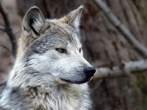 New Trump Administration Plan For Mexican Gray Wolves Puts The “Lobo ...