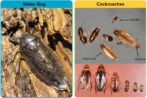 Water Bug vs. Roach [15 Differences] | APB