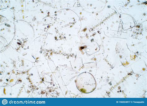 Marine Aquatic Plankton Under Microscope View Stock Image - Image of ...