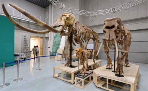 Palaeoloxodon – największy słoń w historii | | DinoAnimals.pl