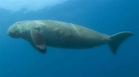 Dugong Conservation Reserve - Tamil Nadu - Check What are Dugongs ...