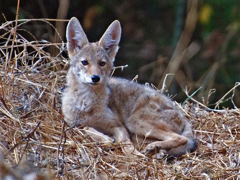 Are urban coyotes forming large packs because of humans?