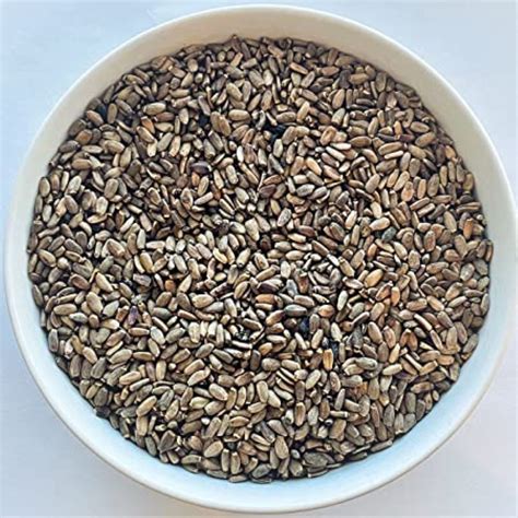 Natural Lawn Grass Seeds, For Fodder, Packaging Type: Loose at Rs 60/kg ...