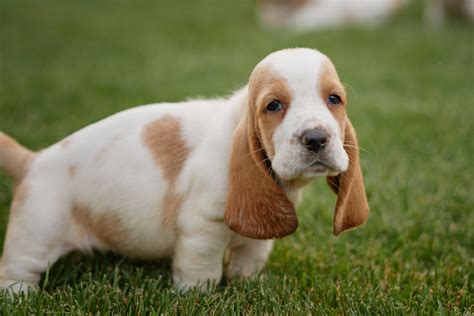 Best dog food for basset hounds - Basset Hound World