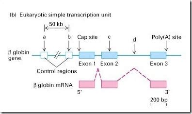 Difference between Polycistronic and Monocistronic mRNA - MD