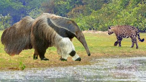 Predators Bypass Him. Giant Anteater Destroys Everything In Its Path ...