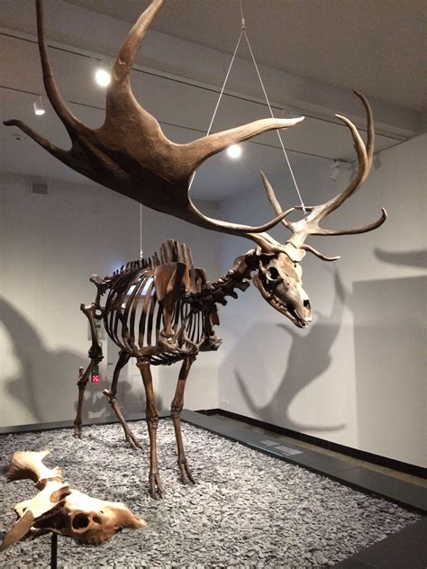 Prehistoric Irish elk skeleton . Hessischelandesmuseum Darmstadt ...