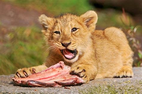 Gallery For > Lion Eating Baby