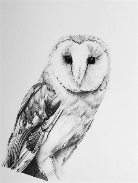 This is an 11x14in. barn owl drawing in charcoal on archival paper. The ...