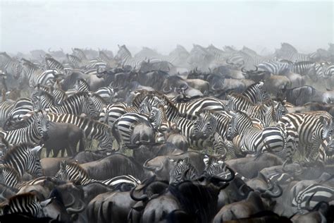 The Great Wildebeest Migration - Africa Geographic