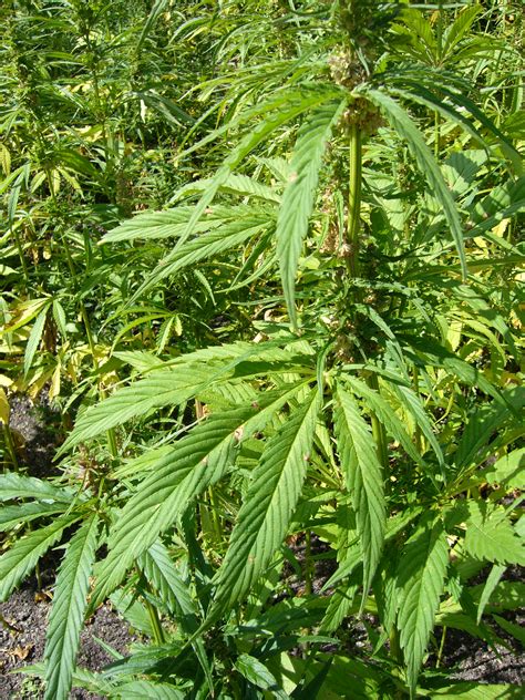 File:Hemp plants-cannabis sativa-single 3.JPG - Wikipedia, the free ...