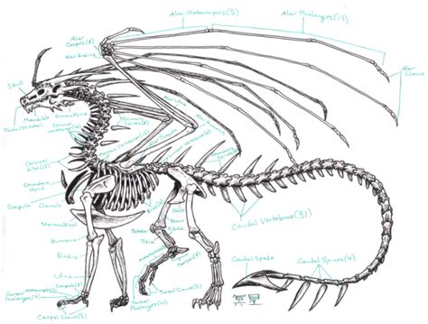 Bone Dragon Drawing