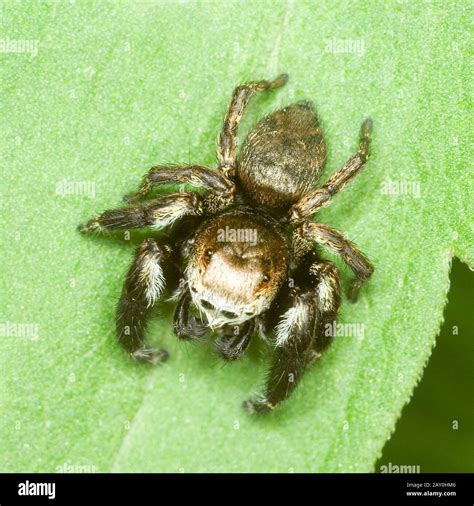 Springspinne (Salticidae) - jumping spinder (Salticidae Stock Photo - Alamy