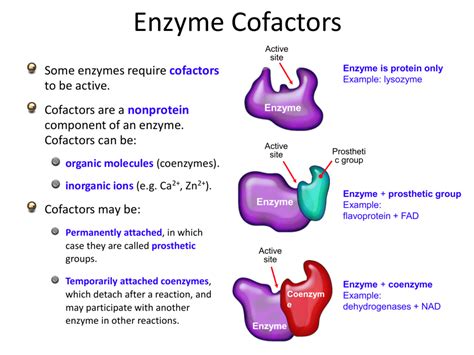 Enzyme Cofactors