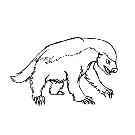 Honey Badger Drawing | Free download on ClipArtMag