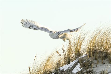 Discover 20 Fascinating Snowy Owl Facts for Kids - Learn about this ...