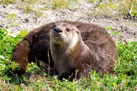 Seven Quick Facts About River Otters - National Forest Foundation