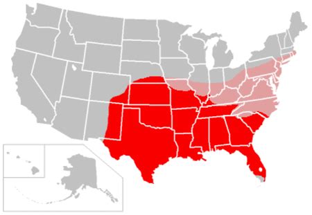 Armadillo Habitat, Facts & Species | Study.com