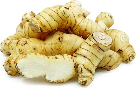 Galangal Root Information and Facts