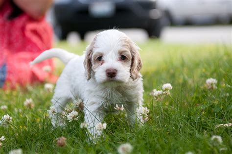 Blessed Beyond Belief: Puppies are cuddly, puppies are cute...