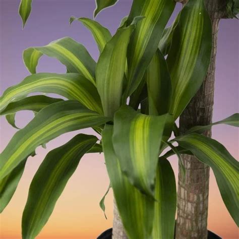 How to Propagate Dracaena fragrans (Corn Plant Propagation)