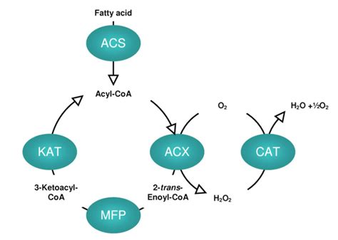 Acyl-CoA oxidase - Creative Enzymes