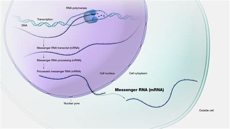 Messenger RNA (mRNA)