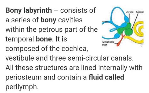 The bony labyrinth is filled witha)Perilymphb)Endolymphc)Synovial ...