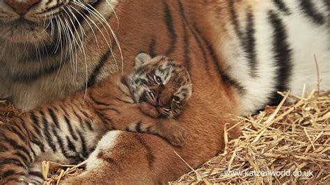 Mews: Amur Tiger cubs in Woburn Safari Park! - Katzenworld