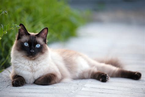 Interesting Facts About The Siamese Cat - MyStart