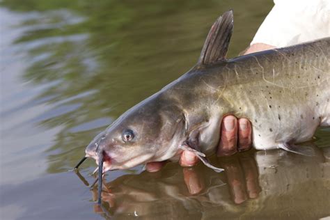 Hawk-Eyed Catfish? - In-Fisherman