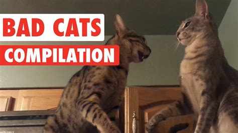 Bad Cats Video Compilation 2016 - YouTube