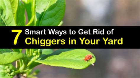 7 Smart Ways to Get Rid of Chiggers in Your Yard