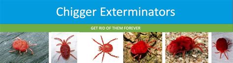 How To Kill Chiggers | Complete Guide To Getting Rid of Chiggers