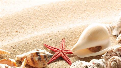 Beach and Starfish Wallpaper - WallpaperSafari