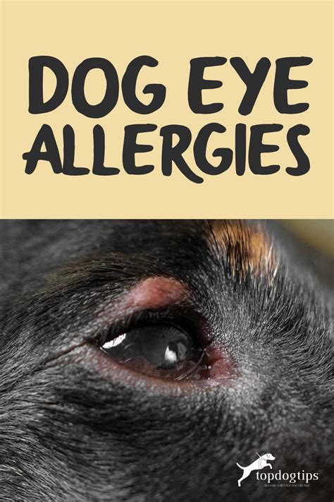 Dog Eye Allergies: Symptoms, Causes and Treatments, Home Remedies