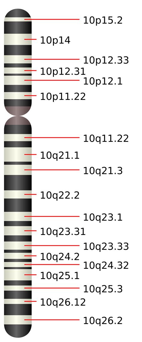 2000px-chromosome_10-svg | Shelby Connelly's Blog