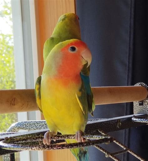 Area pets available for adoption (now with BIRD PHOTOS), Oct. 23, 2019 ...