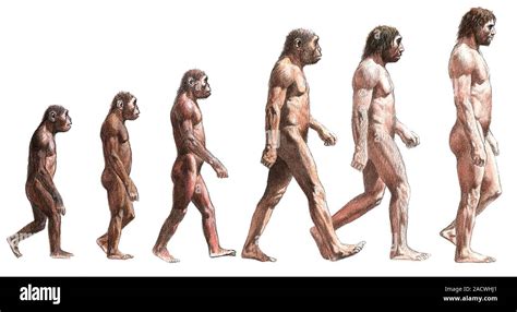 Timeline of human evolution, artwork. From left to right: an early ...