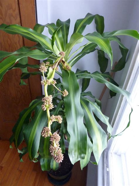 Plante dracaena, Planter des fleurs, Faire pousser des fleurs