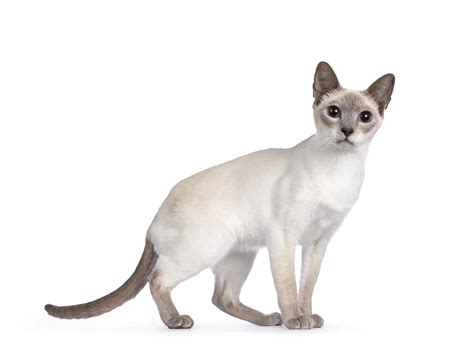 Lilac Point Siamese Cats – A Comprehensive Overview – Cat & Friends