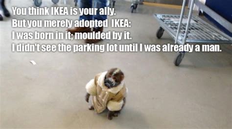 Best of : Ikea Monkey Meme